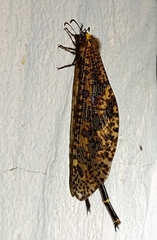 Palparini