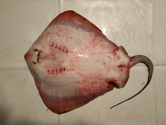 Dasyatis pastinaca