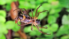 Micrathena sanctispiritus