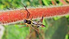 Micrathena sanctispiritus