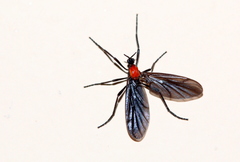 Plecia ruficollis