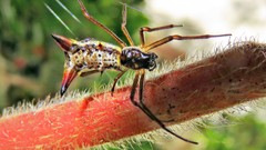 Micrathena sanctispiritus