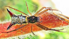 Micrathena sanctispiritus