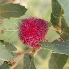 Cynips quercusnubila