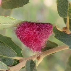 Cynips quercusnubila