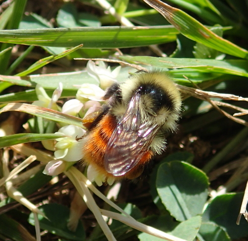 Mountain Bumble Bee