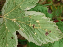 Dasineura ulmaria