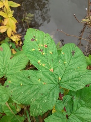Dasineura ulmaria