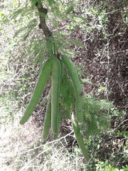 Vachellia astringens