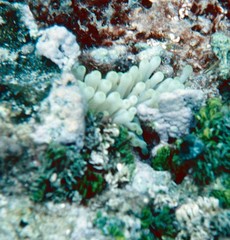 Condylactis gigantea