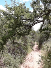 Vachellia astringens