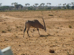 Oryx