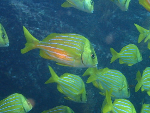 Panamic Porkfish