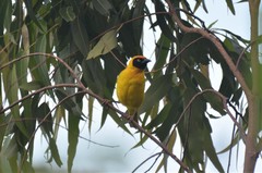Ploceus bertrandi