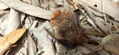 Lasiurus blossevillii