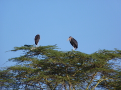 Leptoptilos crumenifer