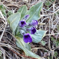 Primula macrophylla