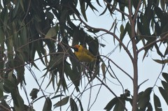 Ploceus bertrandi