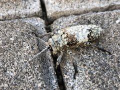 Lochmaeocles cretatus