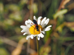 Stenurella jaegeri