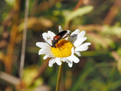 Stenurella jaegeri