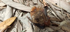 Lasiurus blossevillii