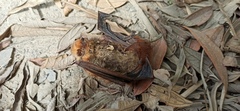 Lasiurus blossevillii