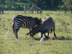Equus quagga boehmi