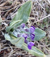 Primula macrophylla