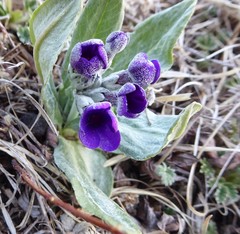 Primula macrophylla