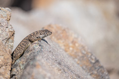 Liolaemus leopardinus