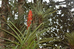 Tillandsia ponderosa