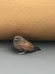 Emberiza sahari