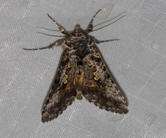 Syngrapha octoscripta