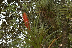 Tillandsia ponderosa