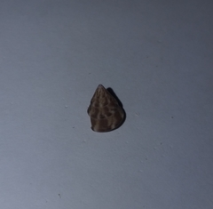 Jujubinus exasperatus