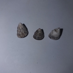 Jujubinus exasperatus