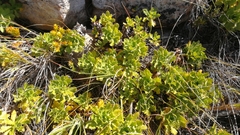 Osmitopsis dentata