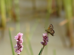 Piruna penaea