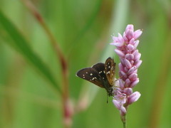 Piruna penaea