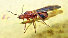 Acromyrmex coronatus