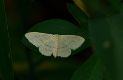 Scopula lactaria