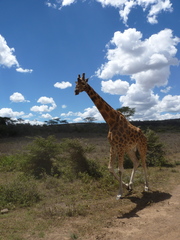 Giraffa camelopardalis rothschildi