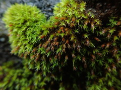 Schistidium papillosum