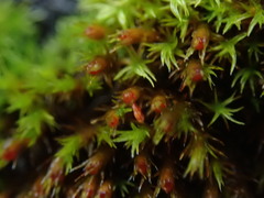 Schistidium papillosum