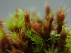 Schistidium papillosum