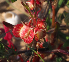 Rumex pictus