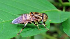 Eristalodes