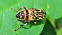 Eristalodes