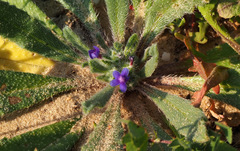 Anchusa aggregata